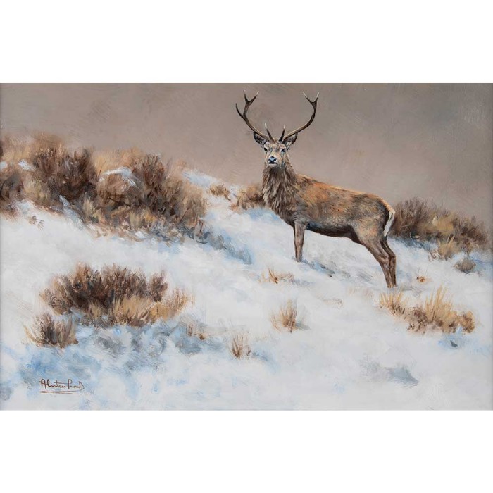 Winter Stag by Alastair Proud | Alastair Proud | House Of Bruar